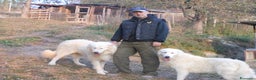 Pastore Maremmano cani in vendita: cuccioli di pastore maremmano abruzzese  - Annuncio 21