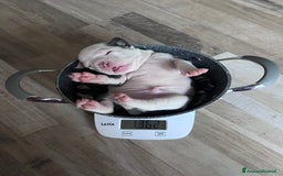 American Bully cani in vendita: Dolcissimi American Bully  - Immagine 2