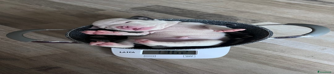 American Bully - Cesare