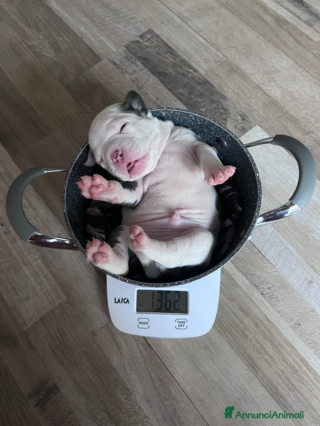 American Bully cani in vendita: Dolcissimi American Bully  - Immagine 2