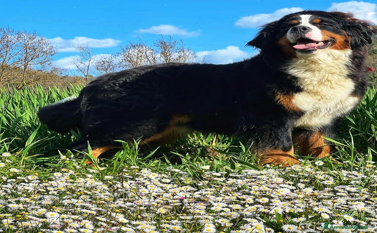 Bovaro del Bernese cani a Provincia di Perugia - Annuncio 2