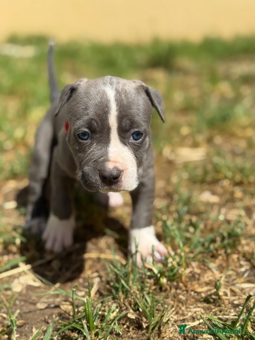 American Staffordshire cani in vendita: Amstaff cuccioli Blu - Annuncio 8