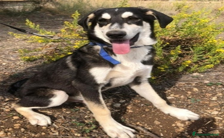 Meticcio cani - Annuncio 12
