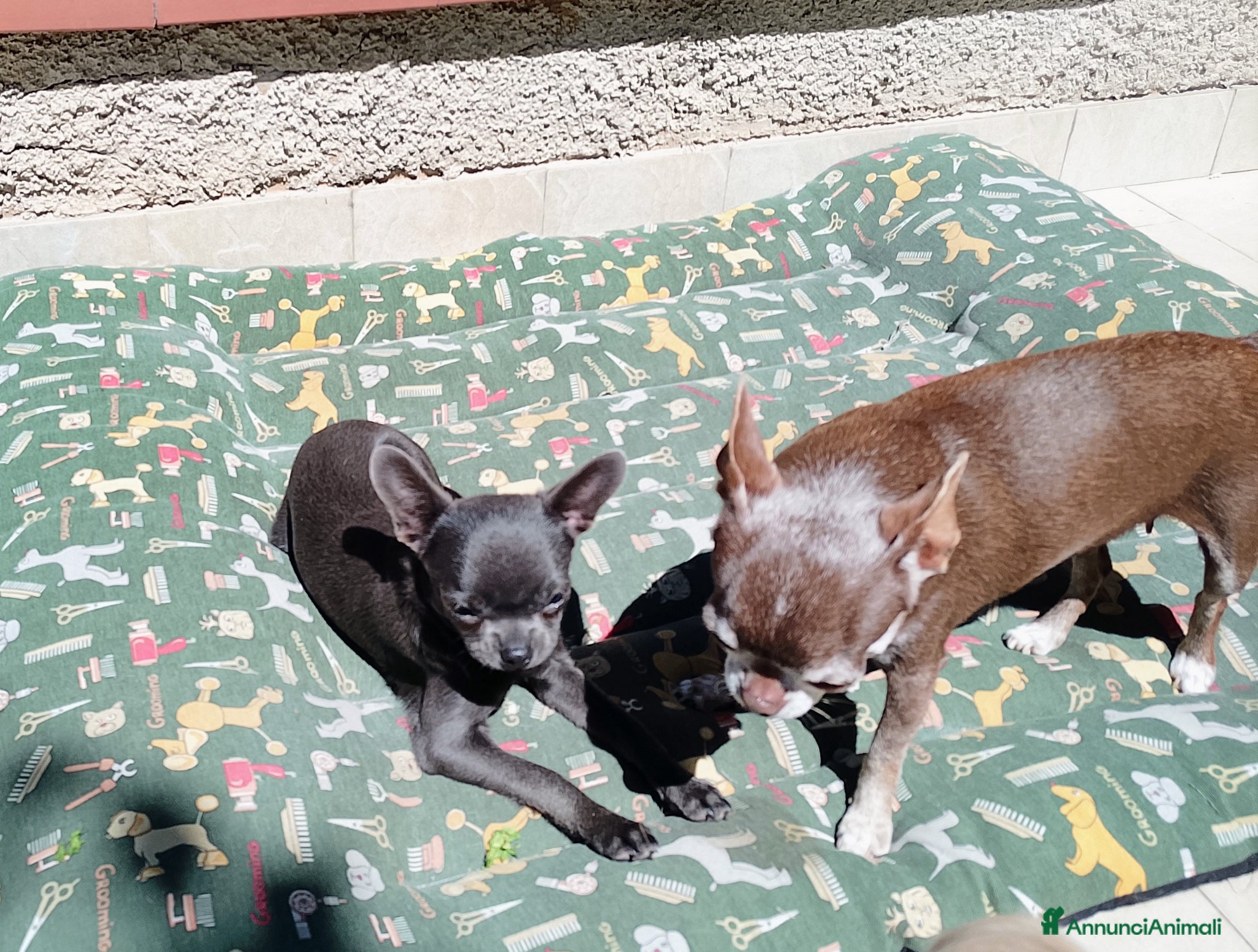 Chihuahua cani Chihuahua pedigree ENCI  - Annuncio 4