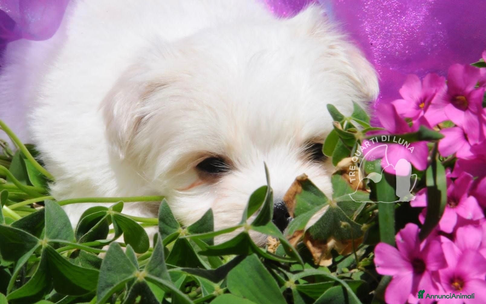 Maltese cani in vendita: Maltese Mini Toy Allevamento Master ENCI - Annuncio 4