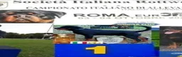Rottweiler cani in vendita: Allevamento Rottweiler  - Annuncio 24
