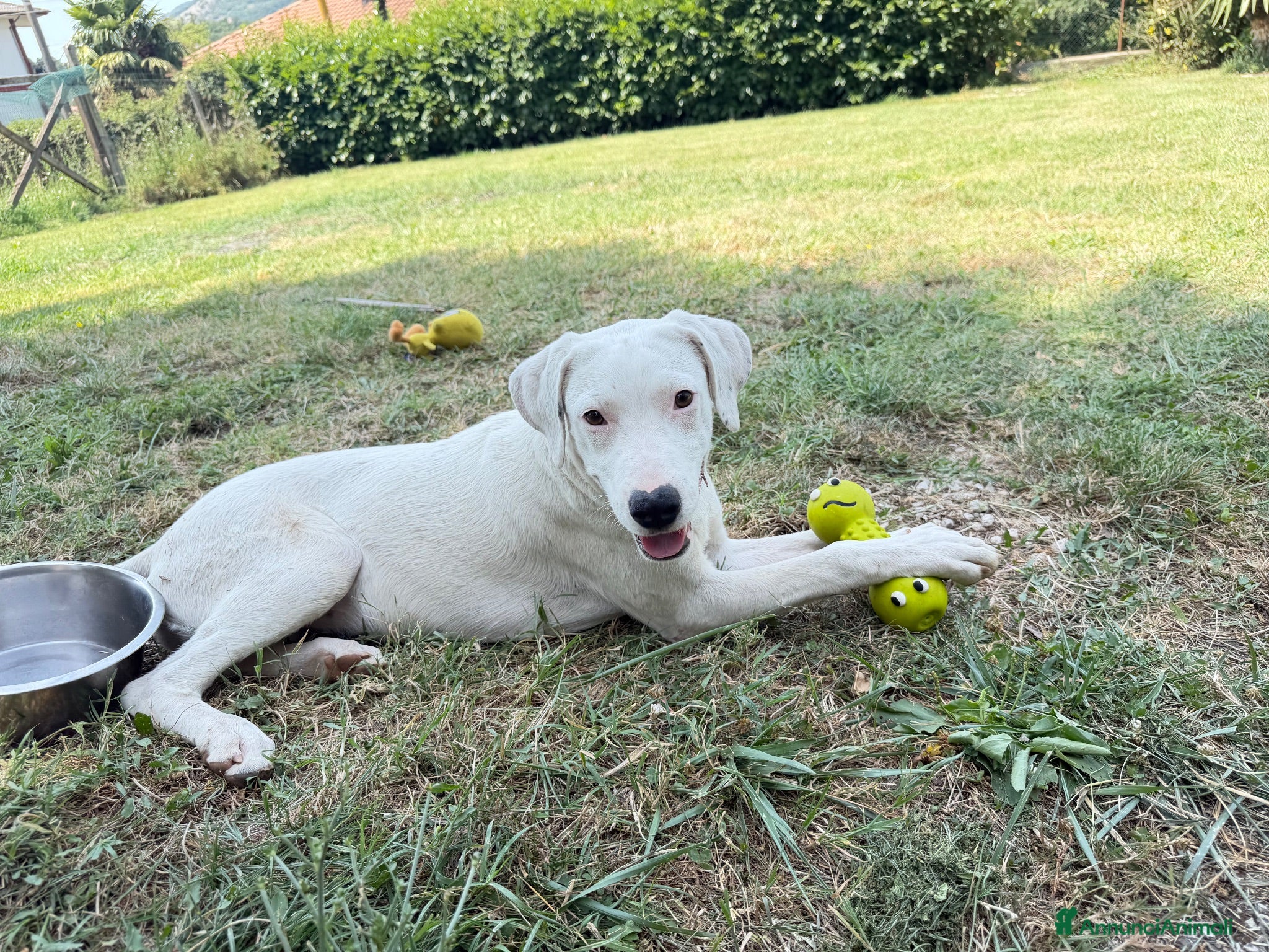 Meticcio cani Alice - Annuncio 15