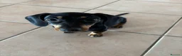 Bassotto cani in vendita: Cucciolo di bassotto tedesco nano femmina - Annuncio 2