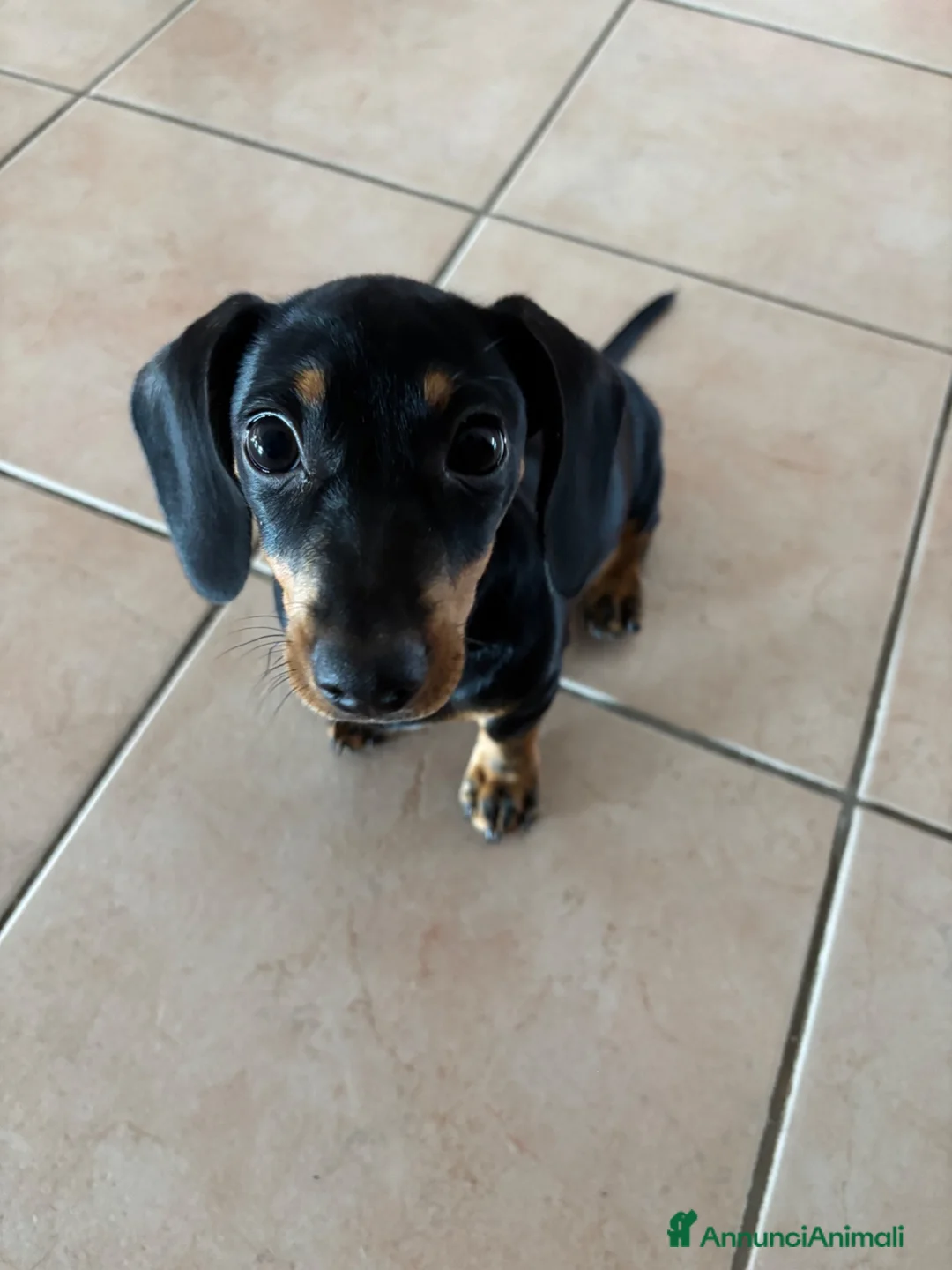 Bassotto cani in vendita: Cucciolo di bassotto tedesco nano femmina - Annuncio 2