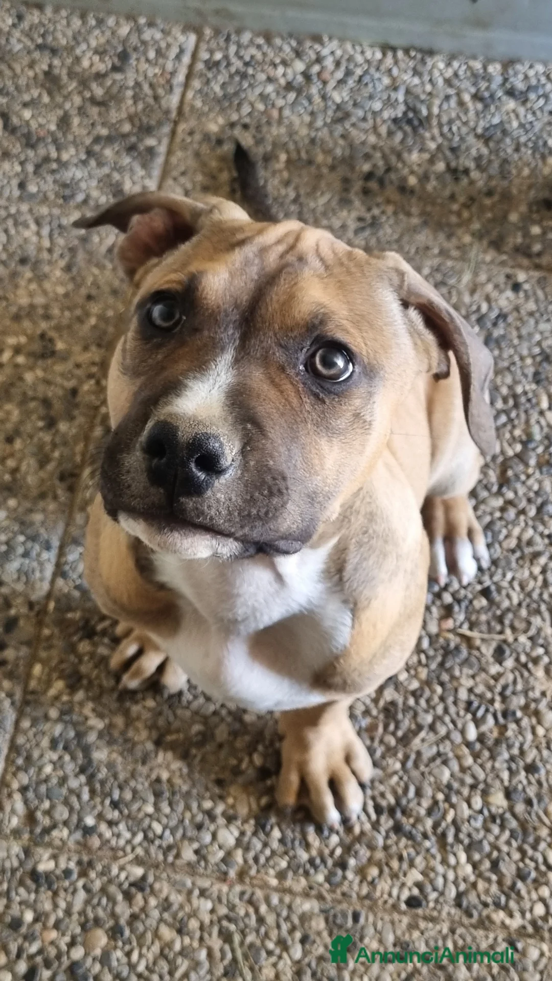 Pitbull cani in vendita: pitbull - Annuncio 1