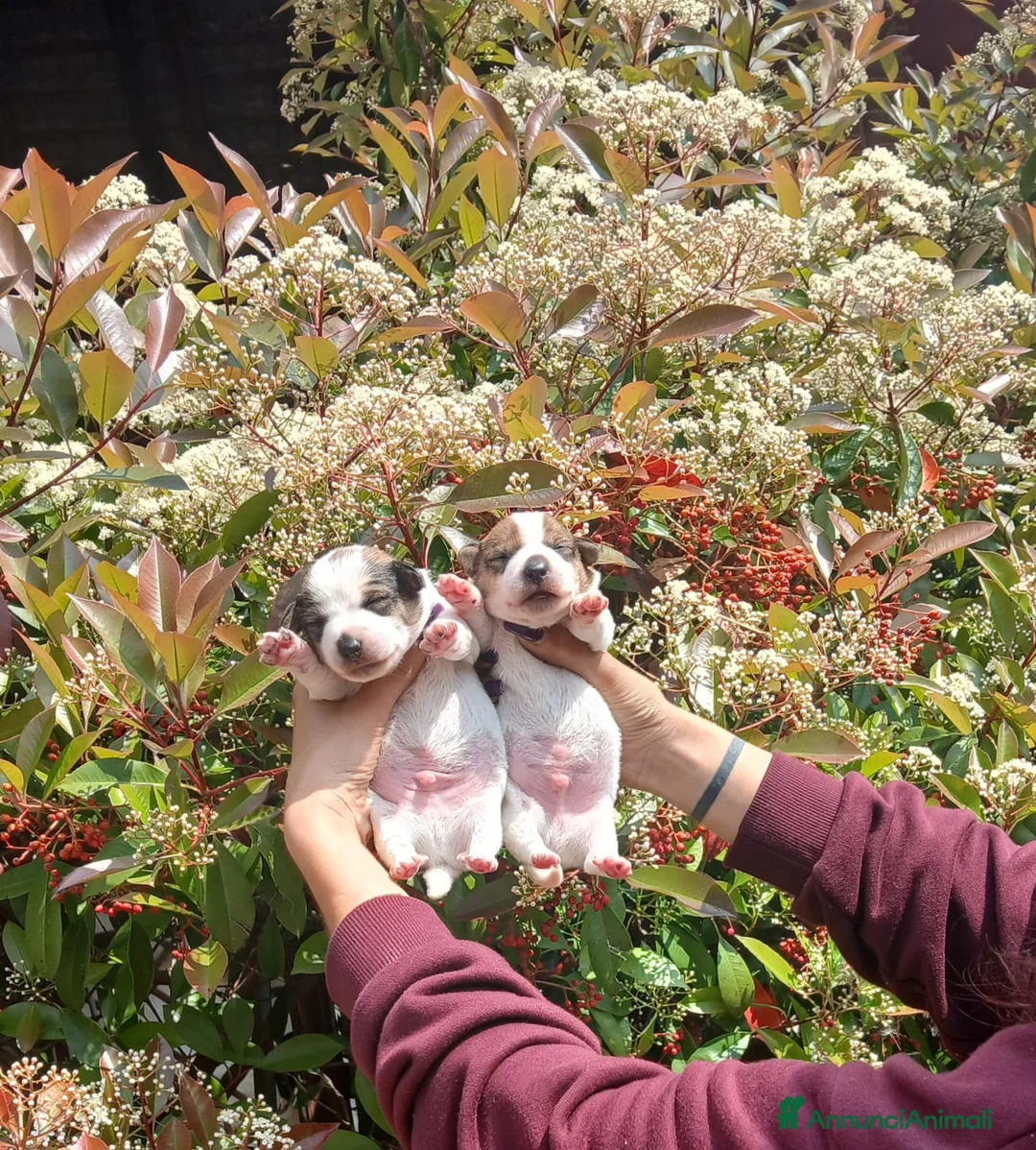 Jack Russell cani in vendita: Cuccioli di Jack russel terrier zampa corta  - Annuncio 2