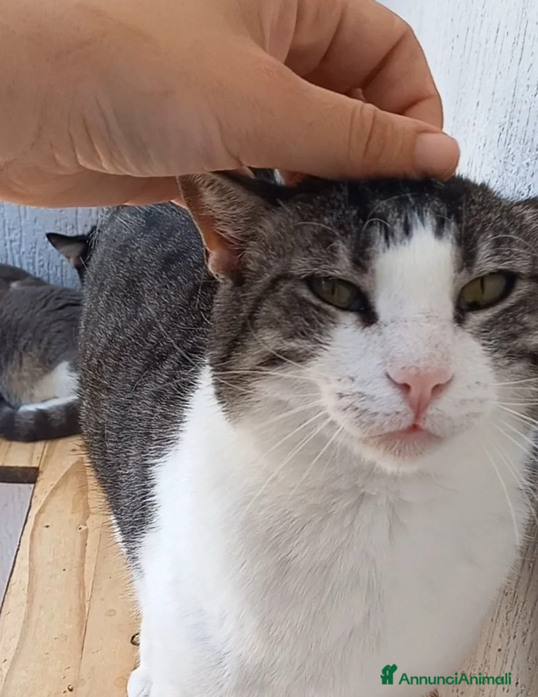 Europeo gatti in regalo: SISSI, dolce micia in adozione! - Annuncio 6