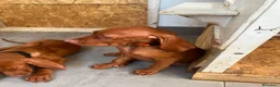 Vizsla cani in vendita: Ultimi 3 maschi di di bracco ungherese disponibili - Annuncio 13