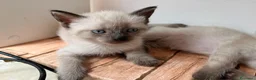 Siamese gatti in vendita: Cuccioli Siamesi thai - Annuncio 4