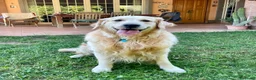 Golden Retriever cani in vendita: Cuccioli di Golden Retriever Roma - Annuncio 4