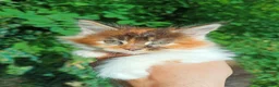 Maine Coon gatti in vendita: Cuccioli Maine Coon pedigree alta genealogia  - Annuncio 8