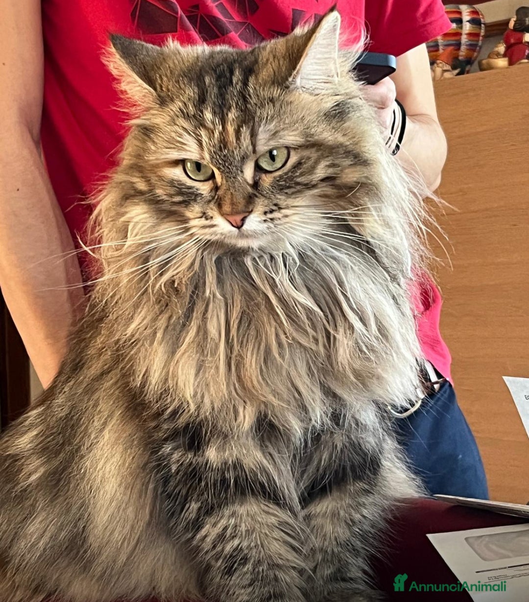 Siberiano gatti in vendita: Gattini siberiani  - Annuncio 21