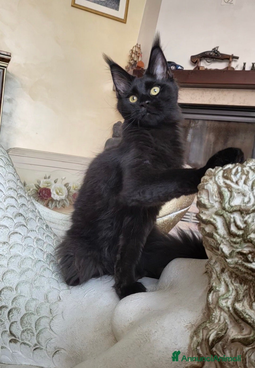 Maine Coon gatti in vendita: Odessa - Annuncio 2