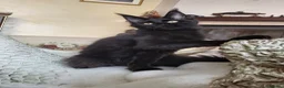 Maine Coon gatti in vendita: Odessa - Annuncio 1