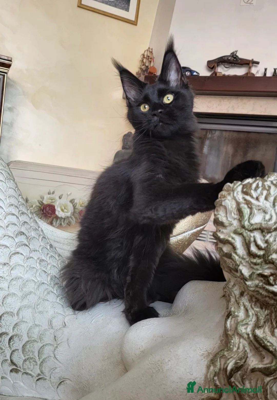 Maine Coon gatti in vendita: Odessa - Annuncio 1