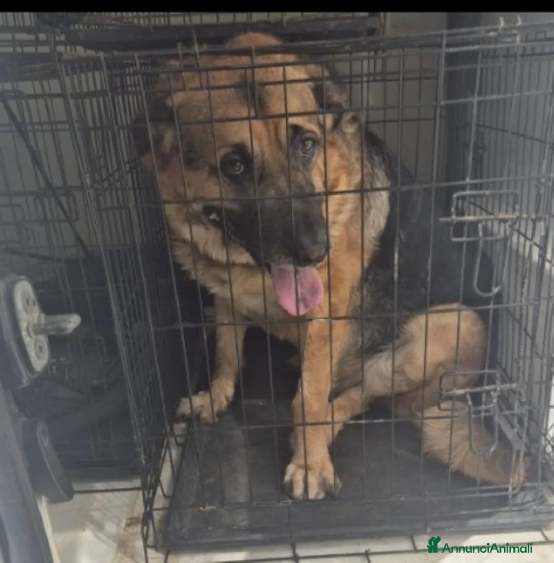 Pastore Tedesco cani in regalo: Pastore 3anni TRASLOCANO E LO MOLLANO IN CASA!!SUD - Annuncio 3