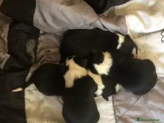 Border Collie cani CUCCIOLI DI BORDER COLLIE - Annuncio 1