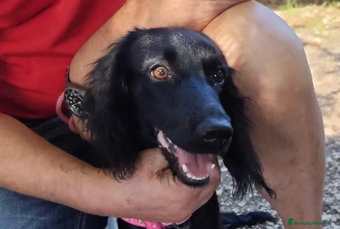 Meticcio cani in regalo: KEYLI cucciola taglia medio piccola - Annuncio 1