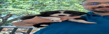Border Collie 5