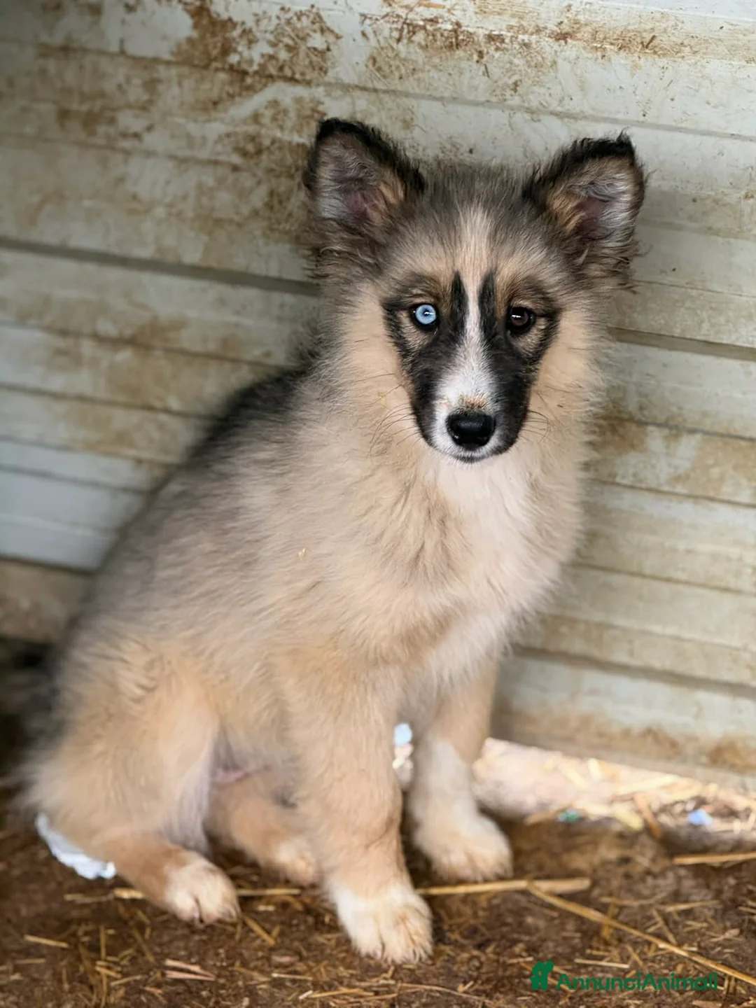 Husky cani in regalo: YUKON & ALASKA, magnifici cuccioli OCCHI BLU! - Annuncio 1