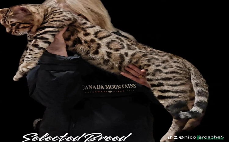 Bengala gatti Maschio Bengala 🥰 - Annuncio 2