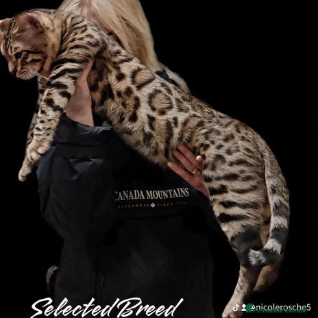 Bengala gatti Maschio Bengala 🥰 - Annuncio 2