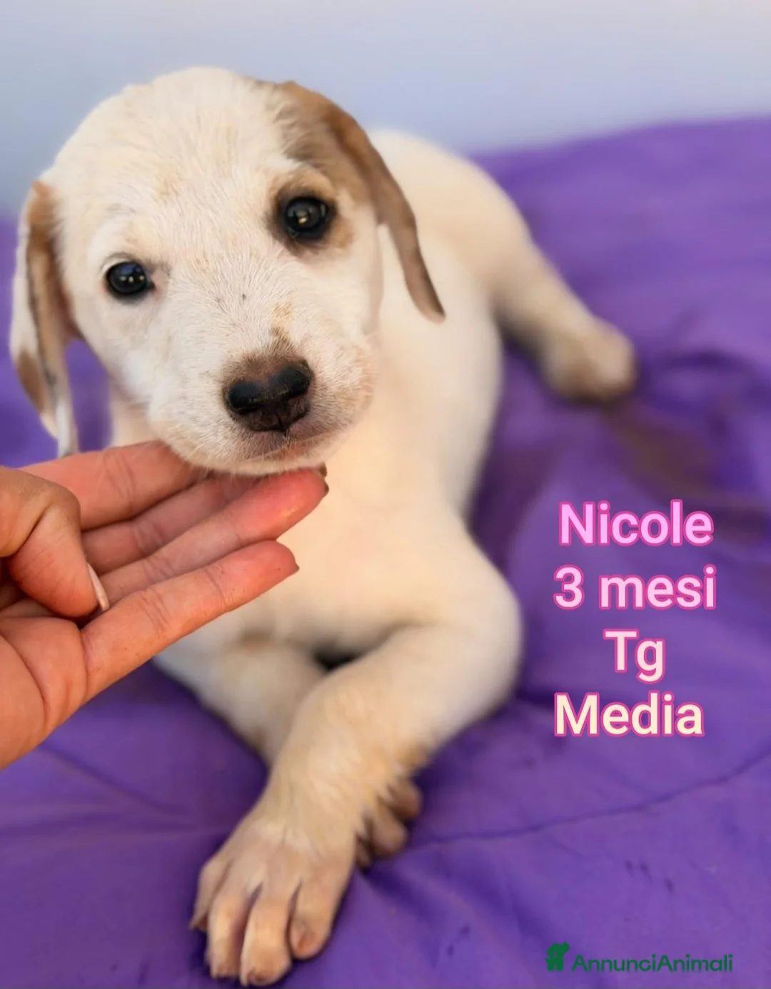 Meticcio cani in regalo: CUCCIOLI, URGENTE! TEMPO SCADUTO  a Provincia di Arezzo - Annuncio 2