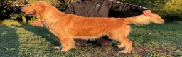 Golden Retriever cani in vendita: Golden Retriever cuccioli - Annuncio 6