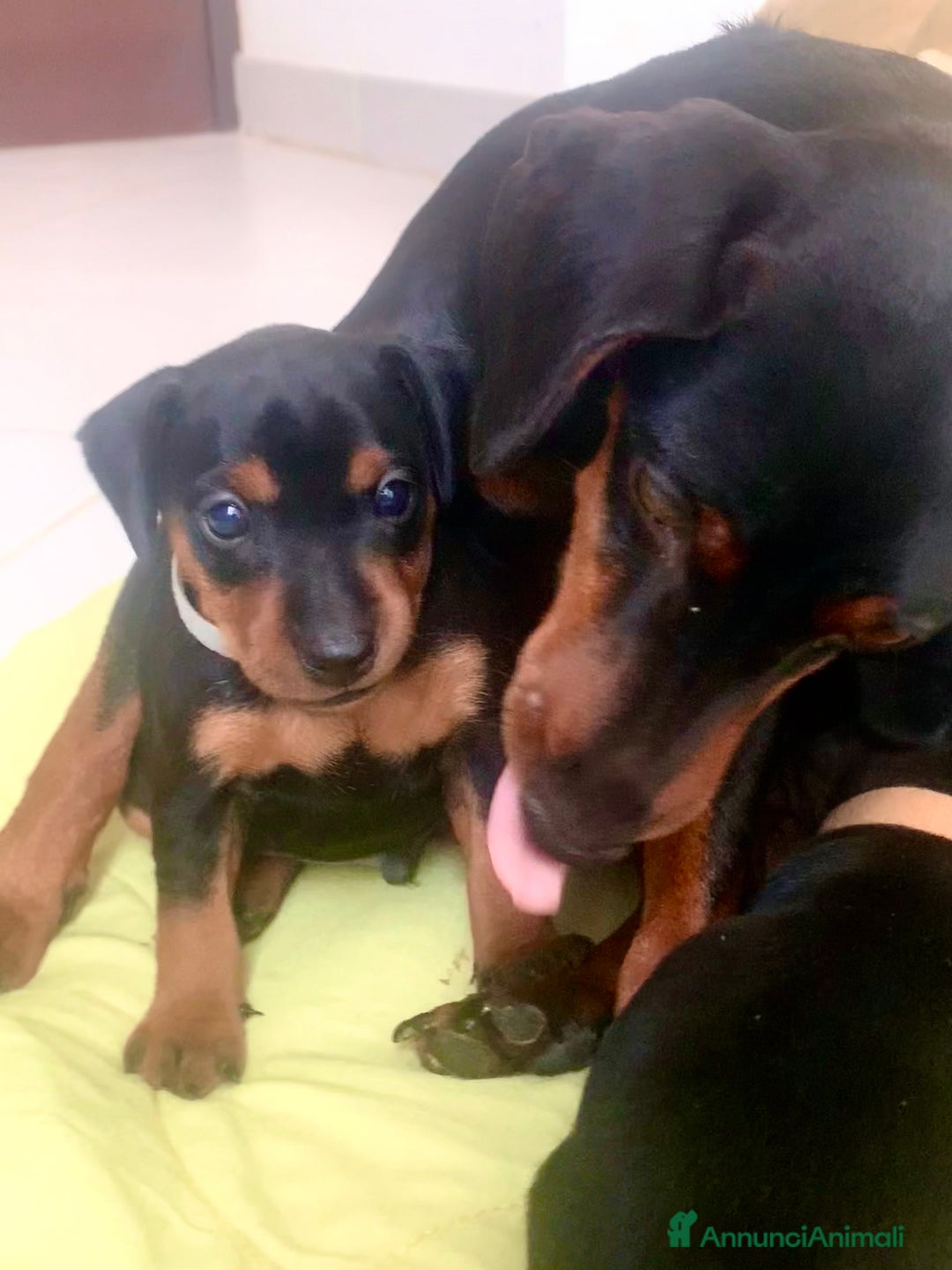 Pinscher Miniatura cani in vendita: Pinscher nano  - Annuncio 4