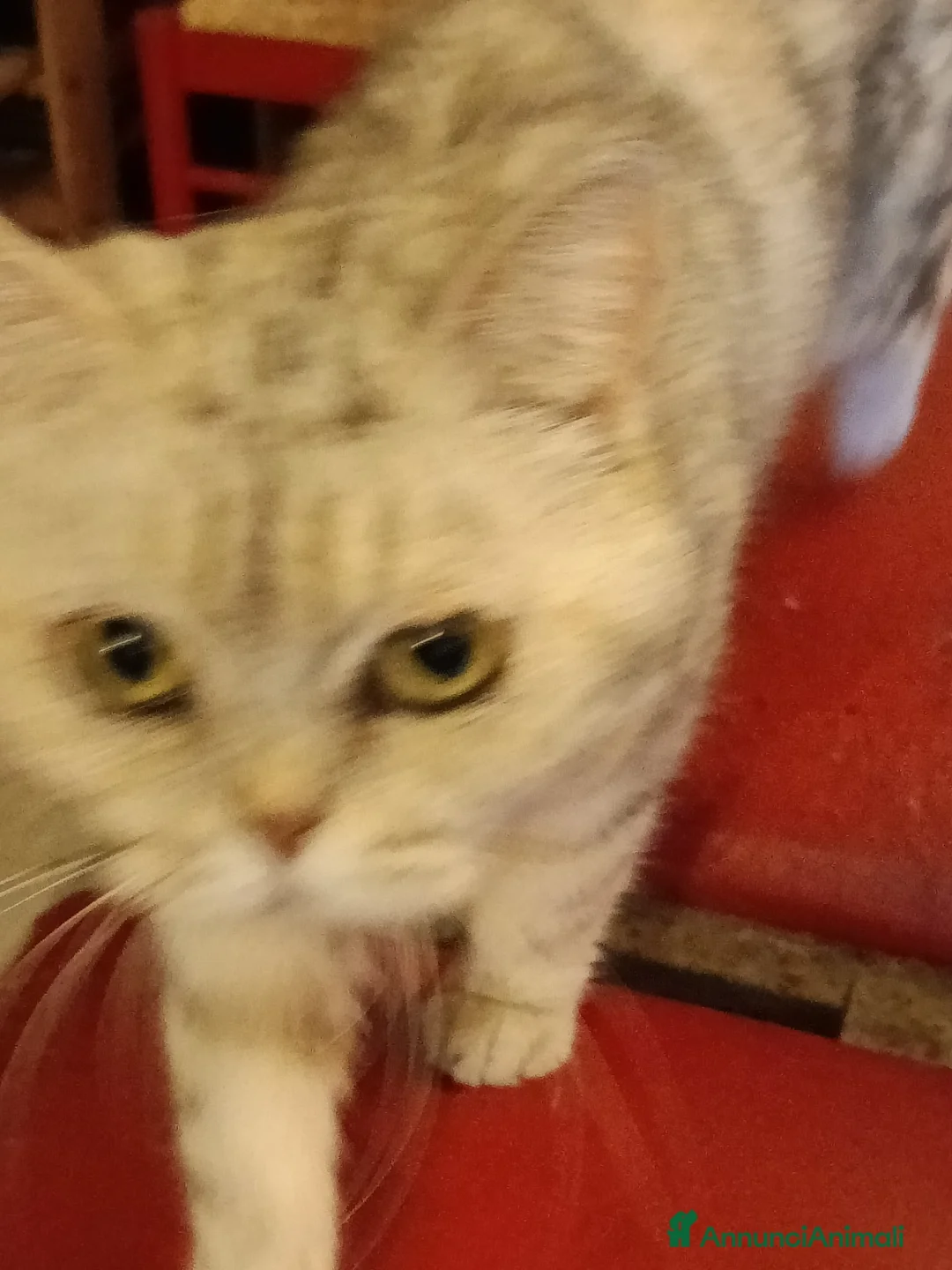 British gatti in regalo: British shorthair  - Annuncio 5