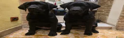 Labrador cani in vendita: Cuccioli di Labrador Retriever neri  - Annuncio 5