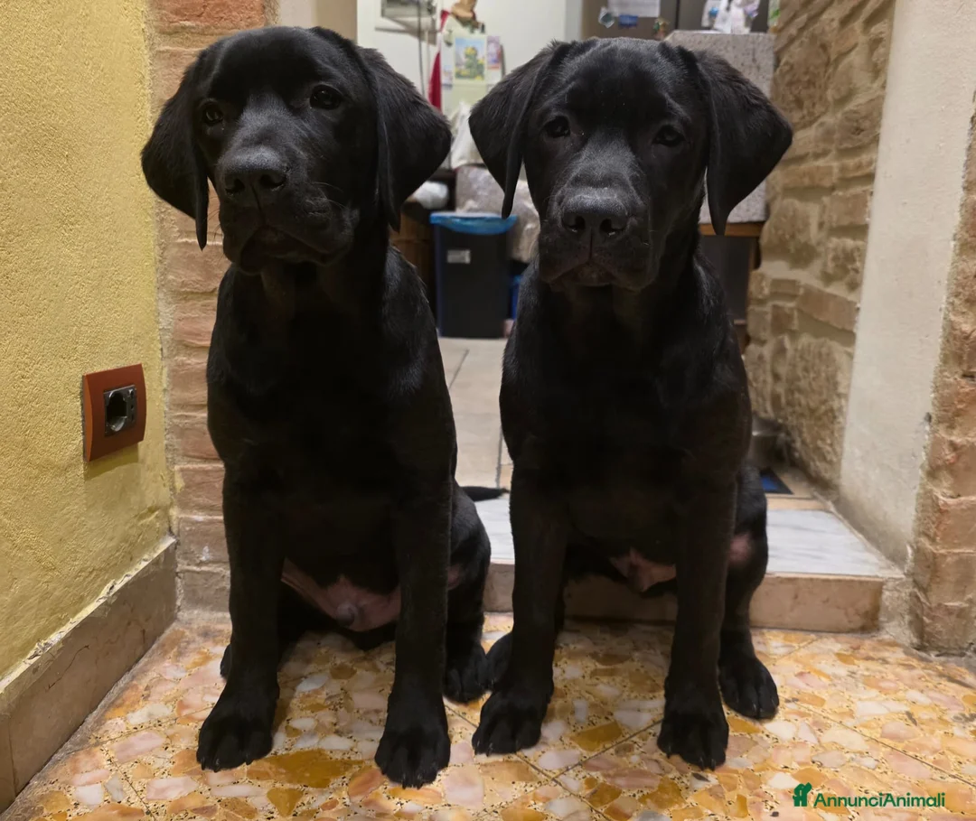 Labrador cani in vendita: Cuccioli di Labrador Retriever neri  - Annuncio 5