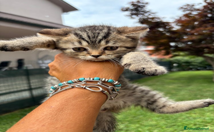 British gatti a Provincia di Lodi - Annuncio 11