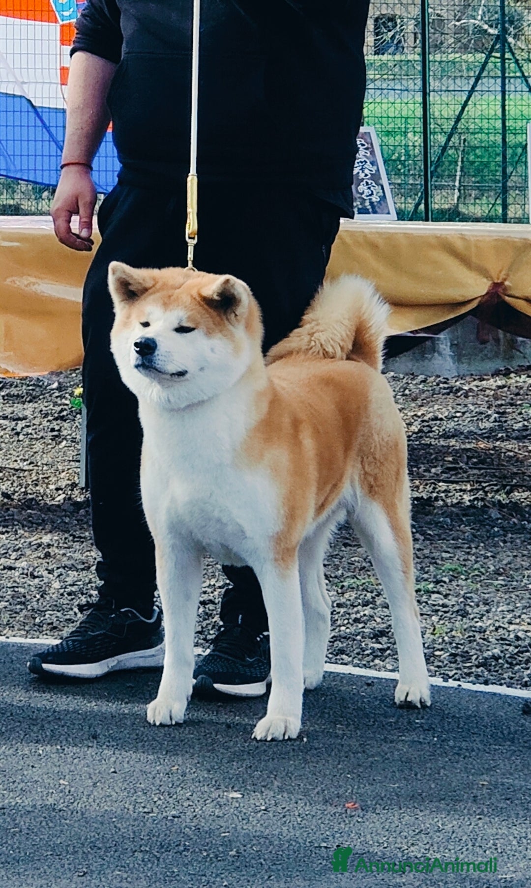 Akita Inu cani in vendita: Cuccioli di AKITA da allevamento ENCI  - Annuncio 2
