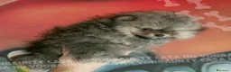 Volpino Pomerania cani in vendita: Cuccioli di Pomerania con Pedigree - Annuncio 15
