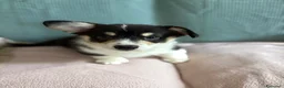 Corgi Pembroke cani in vendita: Cucciolo Welsh Corgi Pembroke - Annuncio 1