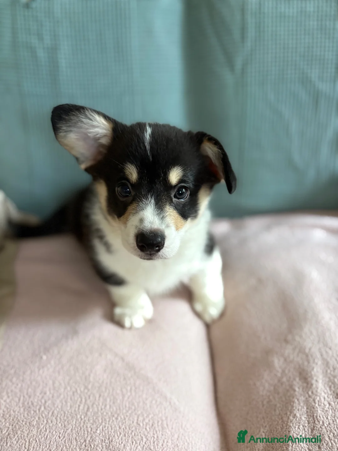 Corgi Pembroke cani in vendita: Cucciolo Welsh Corgi Pembroke - Annuncio 1