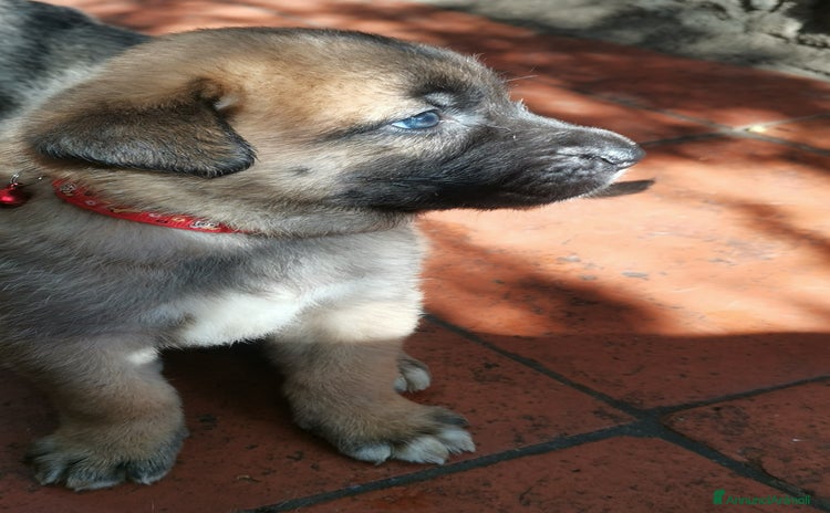 Pastore Tedesco cani - Annuncio 4