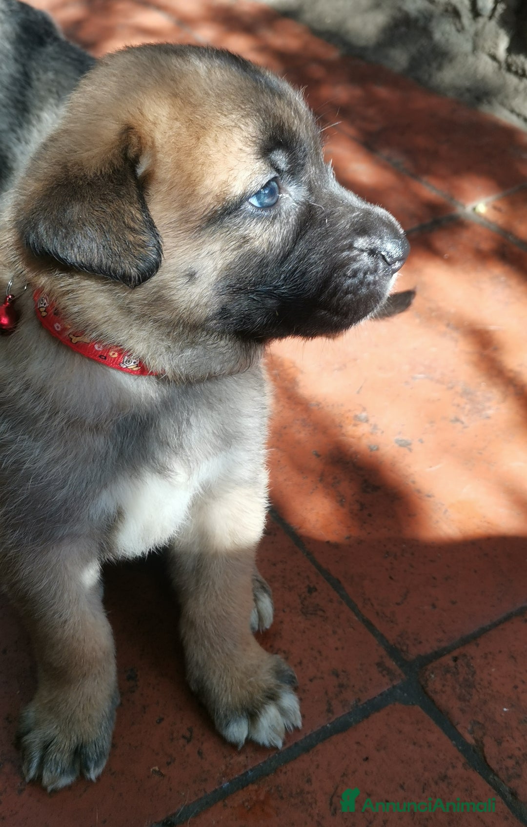 Pastore Tedesco cani in regalo: Regali cuccioli Ragalna (Ct)  - Immagine 1