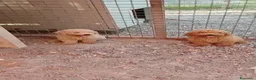 Barboncino Toy cani in vendita: BARBONCINI TOY MASCHIETTI PRONTI ALBICOCCA e RED - Annuncio 2