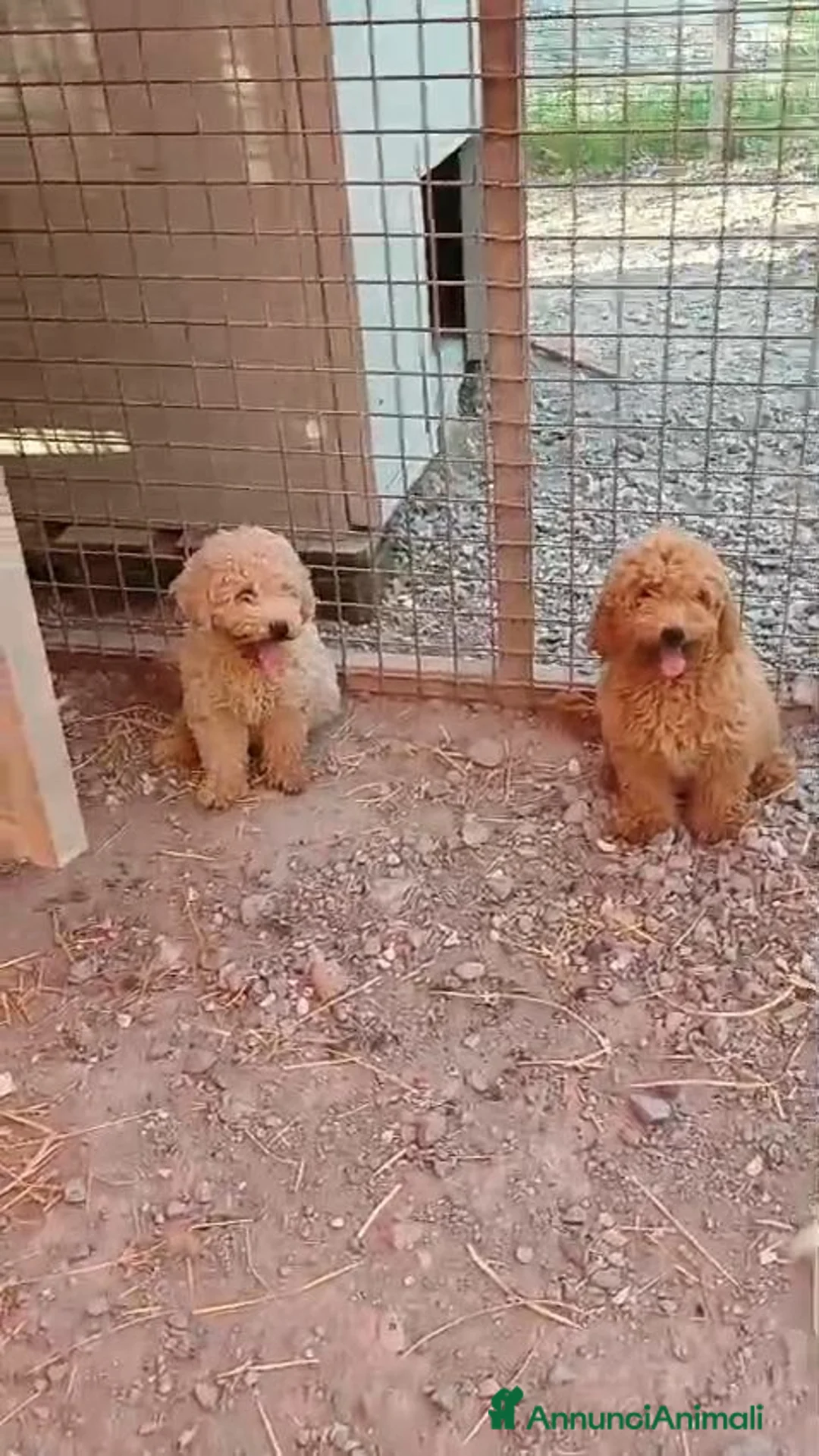 Barboncino Toy cani in vendita: BARBONCINI TOY MASCHIETTI PRONTI ALBICOCCA e RED - Annuncio 2