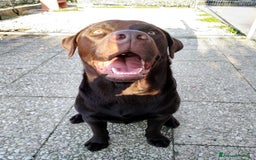 Labrador cani per accoppiamento: Labrador chocolate a Provincia di Ancona - Immagine 2