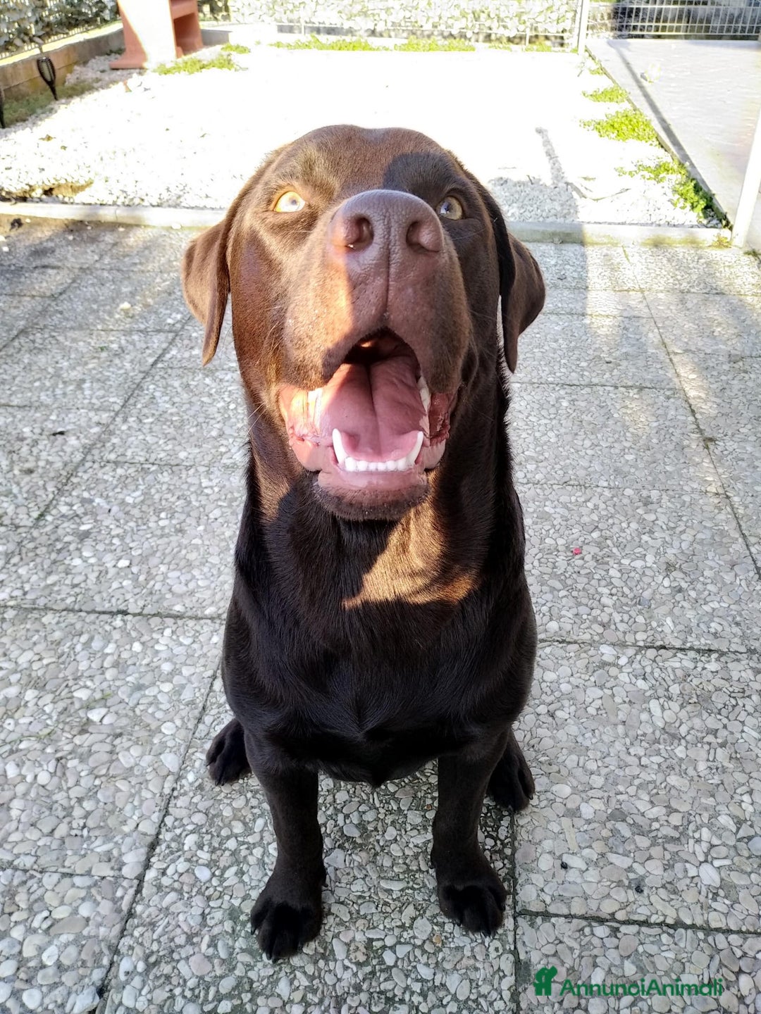 Labrador cani per accoppiamento: Labrador chocolate a Provincia di Ancona - Immagine 2