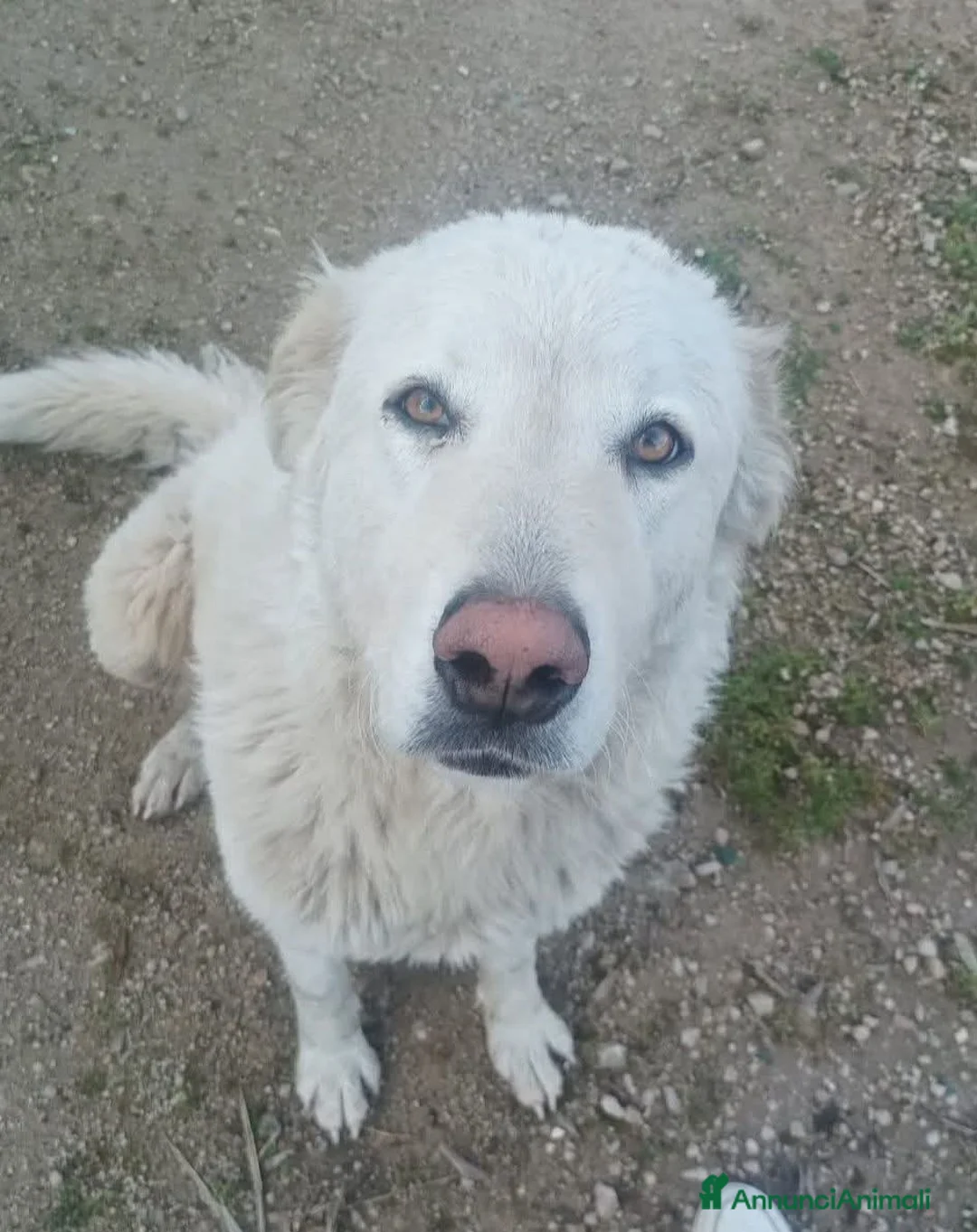 Meticcio cani in regalo: Cucciolina mix maremmano, 2/3 mesi  - Annuncio 2