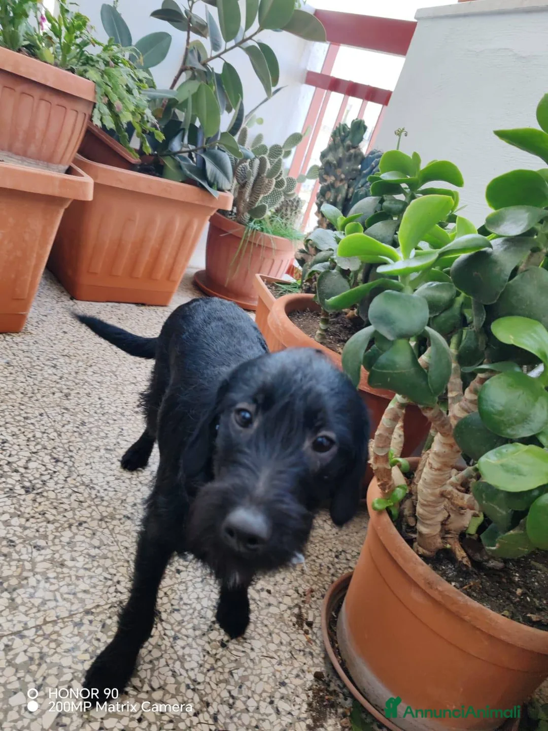 Meticcio cani in regalo: Lulu e Rocky cuccioli docili - Annuncio 2